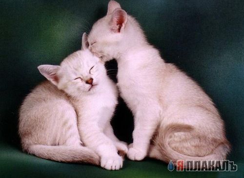 Коты, кошки, котята