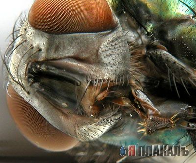 НАСЕКОМЫЕ. Мухи, бабочки, мотыльки, моль, и все летающие твари, пауки