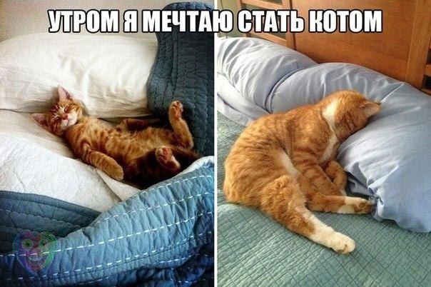 Мохнатые беспредельщики