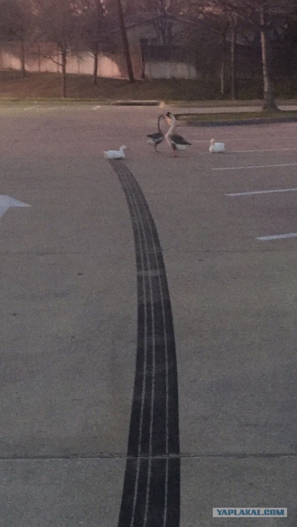 Интересные и веселые картинки