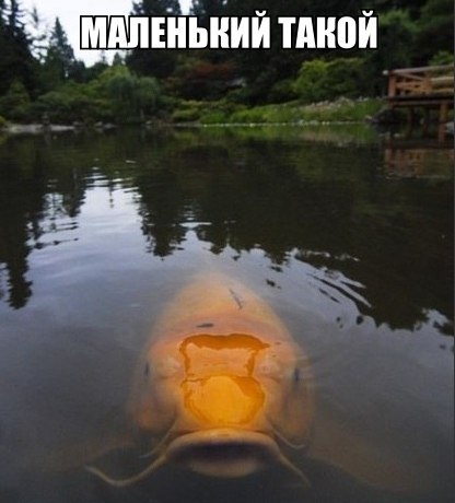 Божьи твари