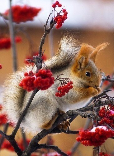 Прикольные животные