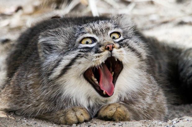 Мой зевающий кот