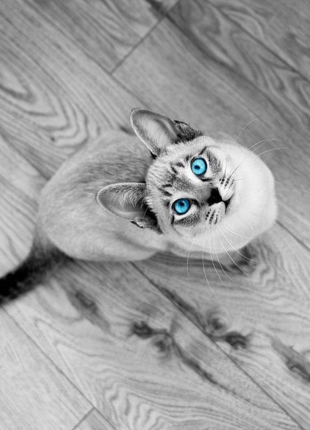 Коты из сети