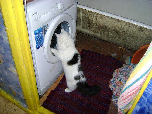 Коты из сети