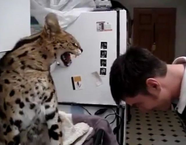 Коты из сети