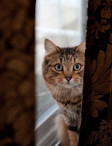 Коты из сети