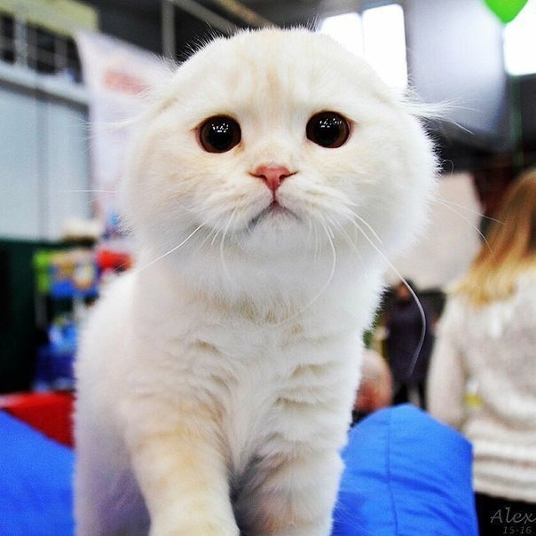 Коты и Кошки