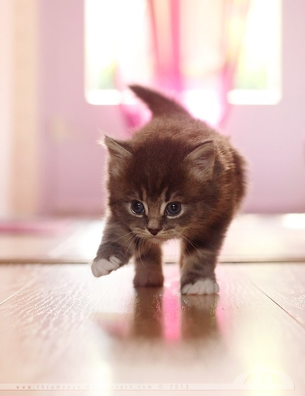 Коты и Кошки