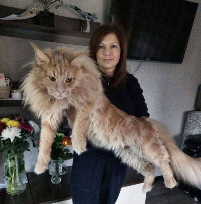 Коты и Кошки