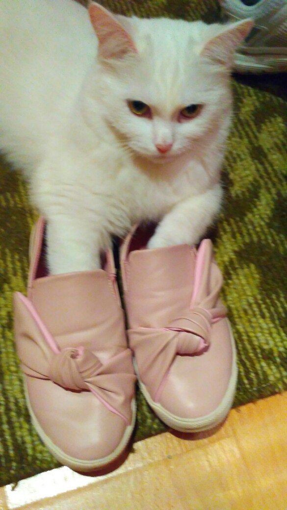 Коты и Кошки