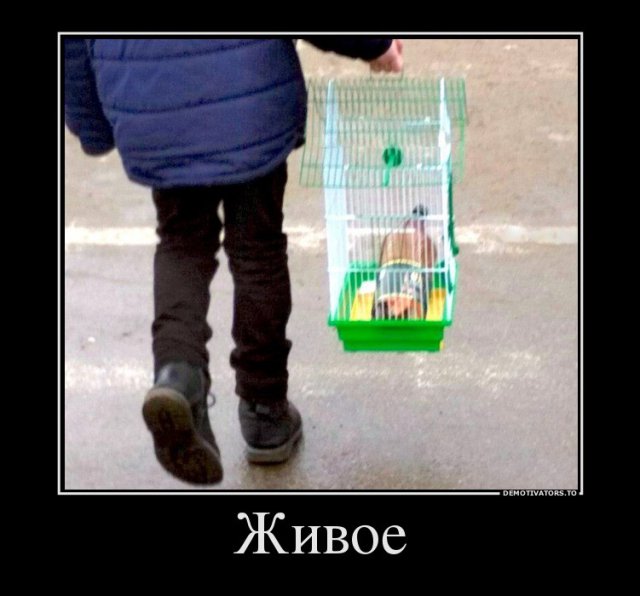 Нестандартный юмор