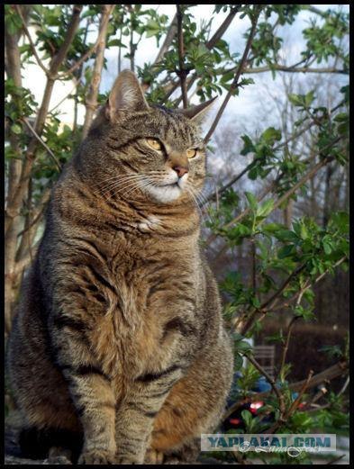 Котовторник на ЯПлакалъ
