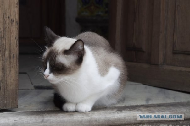Котовторник - С праздником, котоводы!