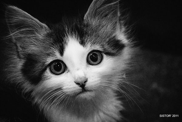 Котовторник, для любителей кошек