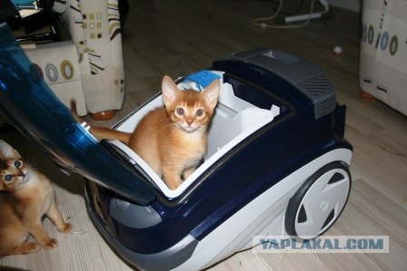 Котовторник 06.09.11