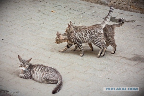 Котовторник 13.12.11 - магическе числа