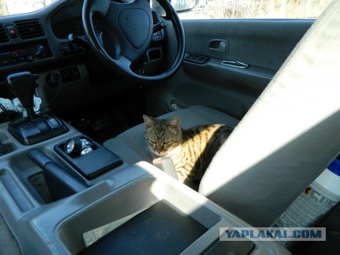 Котовторник  12. 06. 2012