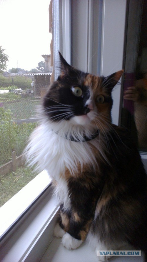 Котовторник на 26.06.12