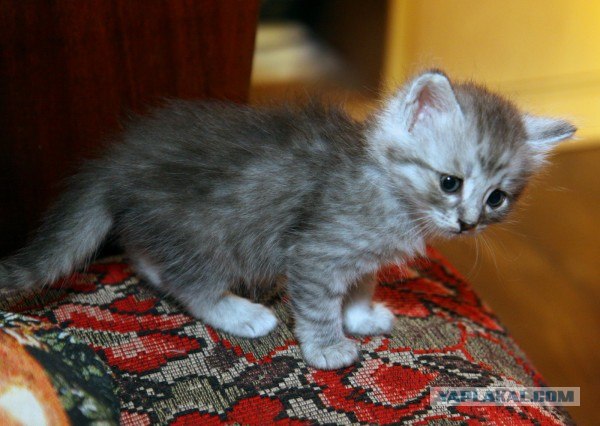 Котовторник 24.07.2012