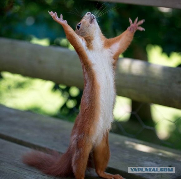 Ох уж эти коты :3