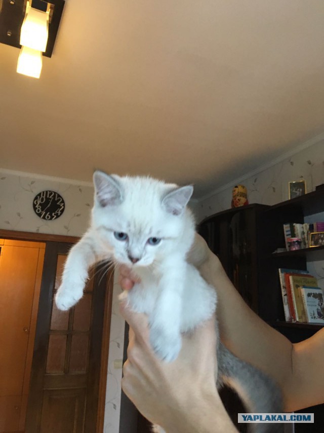 С Днём кошки!