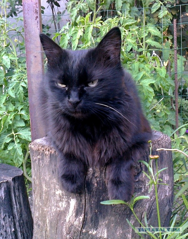 Black cats matter
