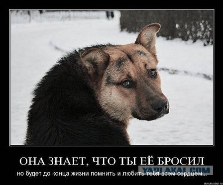Что может быть лучше собаки?
