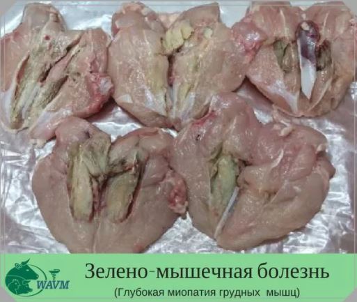 Странная курица.