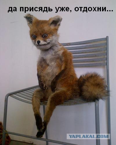 Очень резкая белка