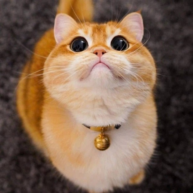 Немного голубоглазой милоты