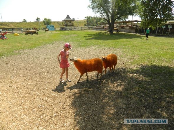 Из Питера в Абхазию и обратно