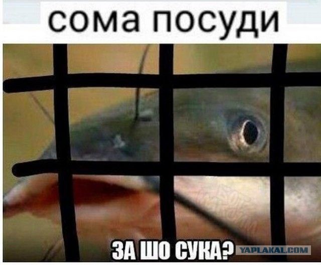 Африканский клариевый сом: Водоплавающий суперсолдат. Живёт без воды двое суток и адаптируется даже к самым жёстким условиям