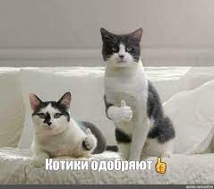 Жизнь домашнего приюта "Котоленд" 391