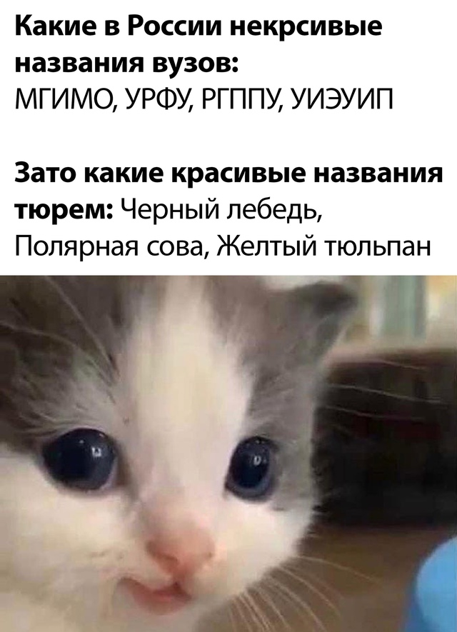 Весёлый полтишок 29.10.24