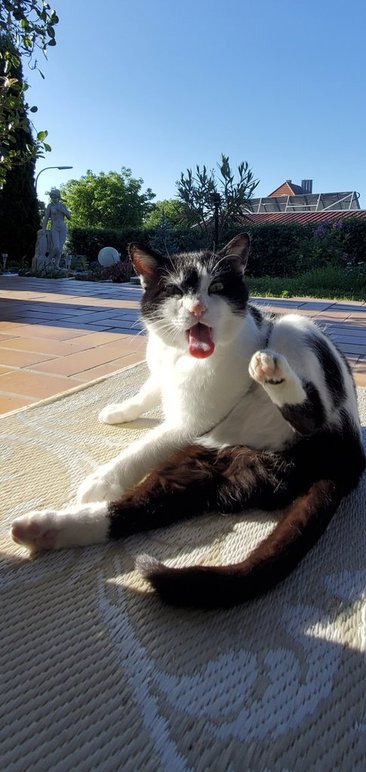Турецкий кот.