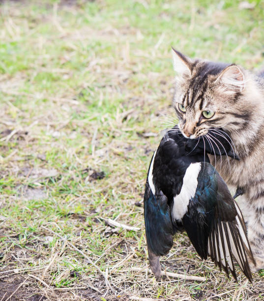 Заклевали котю