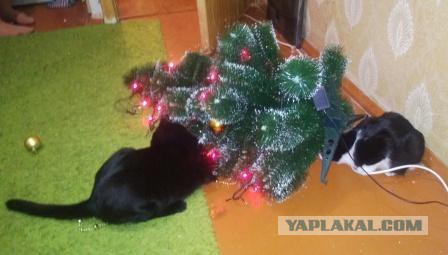 Котовторник   31.12.  2013