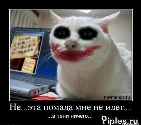 Польза от котов