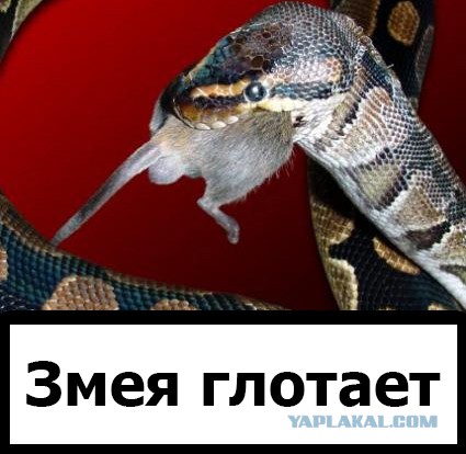 Фотожаба: Бурение убивает