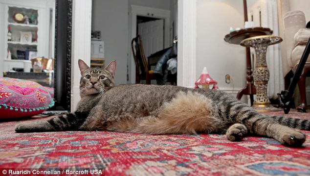 Ну ОЧЕНЬ БОЛЬШОЙ котик