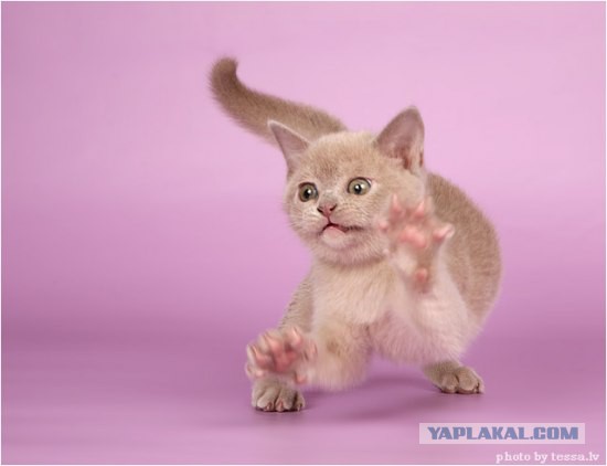 Породы кошек. Часть 2