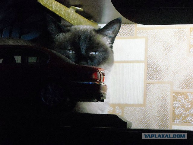 Котовторник  08.04.2014