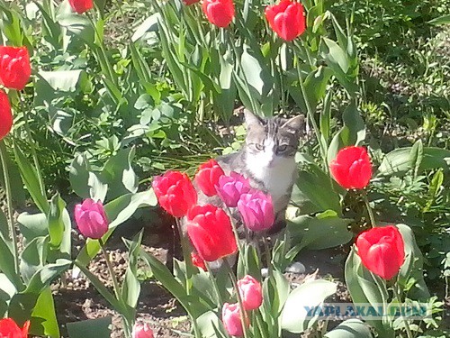 Котовторник 20.05.2014