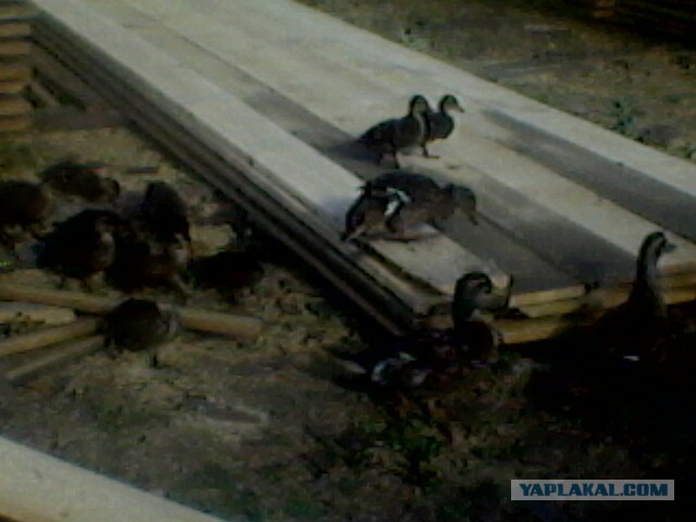 Боевые утки., Утки защитили потомство. Порадовало.