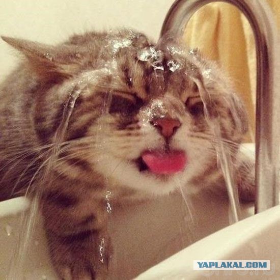 Животные которым требуется перезагрузка
