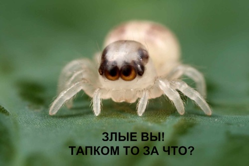 Осторожно пауки и скорпионы!