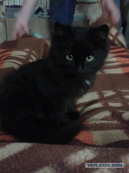 Котовторник 11.11.2014