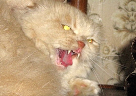 Кошачий Hardcore