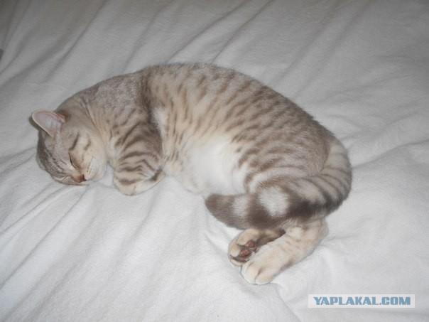 Котовторник